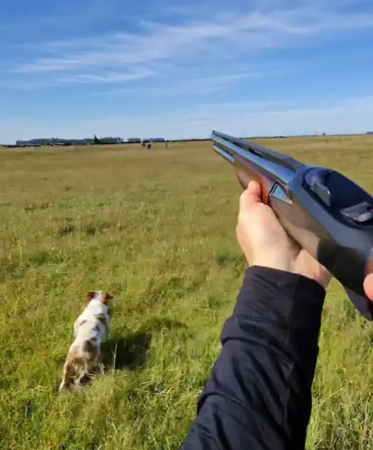 POV upland hunting: decision moment with a bird dog working ahead